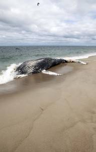 Dead juvenile humpback whale on Chatham Light Beach 9-11-10